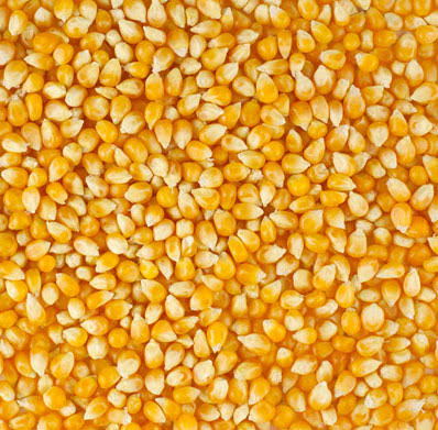 Corn